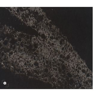 Black Velvet